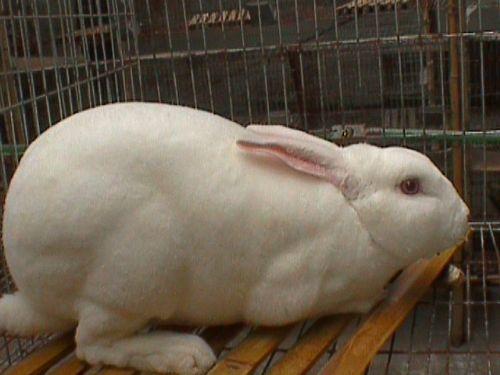 獭兔质量獭兔皮价格批发