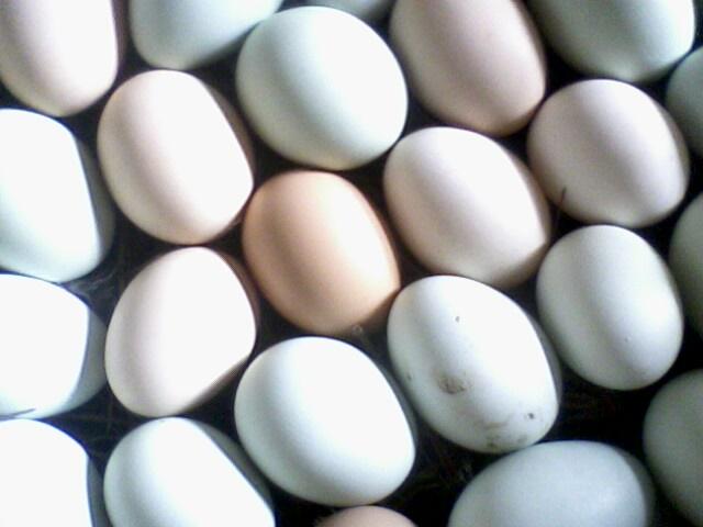 供应土鸡蛋绿壳土鸡蛋