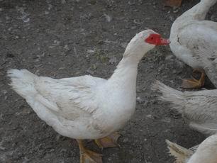 商丘市养殖要想发发发首选巴巴里番鸭厂家养殖要想发发发首选巴巴里番鸭