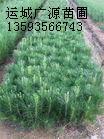 供应出售各种绿化苗木白皮松40-50公分速生杨图片