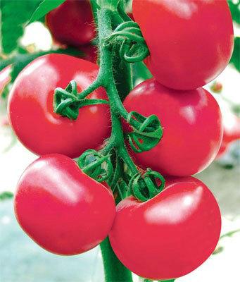 供应番茄种子优质高产番茄种子价格粉冠大棚蔬菜生产品种图片