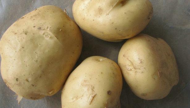 供应早大白早熟土豆种子 脱毒马铃薯供应 土豆网 脱毒土豆种价格