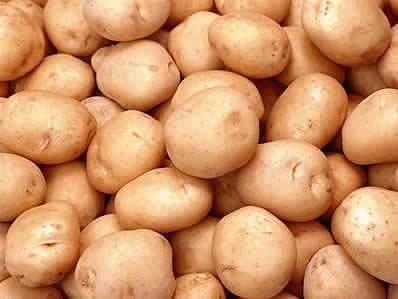 供应批发土豆种子