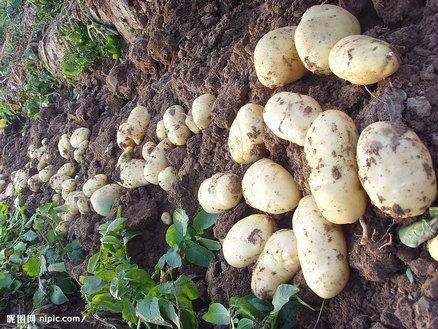 供应脱毒土豆种子荷兰十五