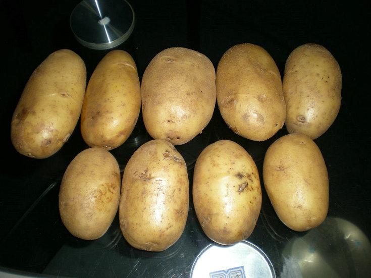 供应秋播马铃薯种薯鲁引1号 脱毒土豆种子价格 土豆批发 土豆种植