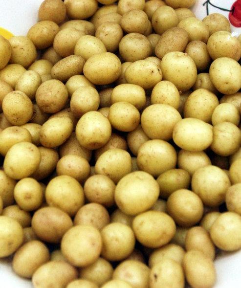 供应马铃薯种薯克新1号 中早熟土豆品种 脱毒土豆种子销售价格