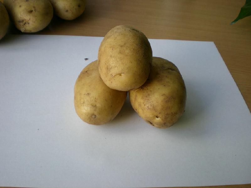 供应脱毒土豆种子荷兰15号 土豆种子价格