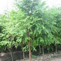 供应水杉种子沭阳水杉种子批发价出售水杉种子种子方法