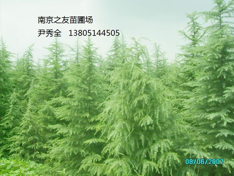 供应南京红叶石楠雪松等绿化苗木图片