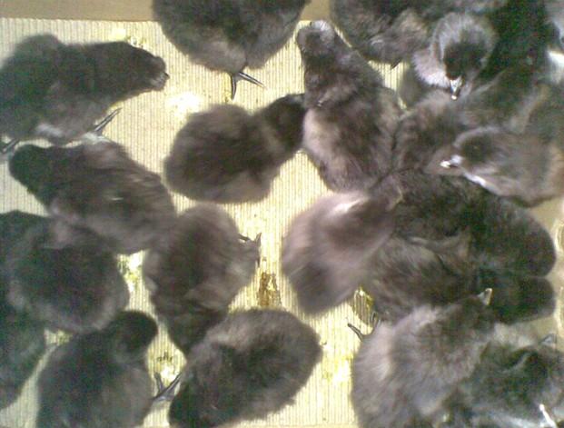供应广东黑凤鸡、黑凤鸡苗、黑凤鸡种苗、黑凤鸡养殖、黑凤鸡批发