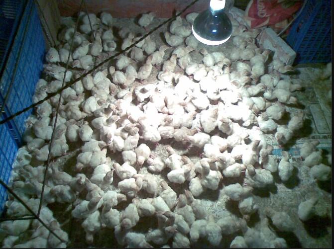 供应内蒙古呼和浩特珍珠鸡苗价格包头火鸡种苗养殖乌海美国鹧鸪种苗