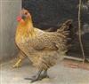供应养鸡维江西博源生产绿壳蛋黑鸡麻鸡品种多样有五黑一绿有红冠黑麻