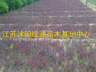红叶小檗价格供应批发