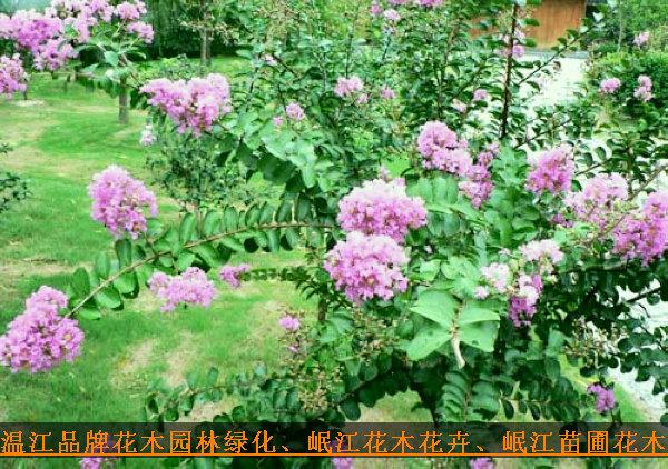 花木花卉绿化4公分紫薇岷江园艺批发