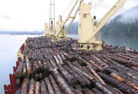 供应欧洲木材进口代理/上海原木进口流程欧洲木材进口代理上海原木进