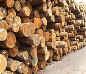 上海木材进口报关公司批发