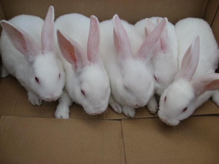 供应2011年獭兔的价格