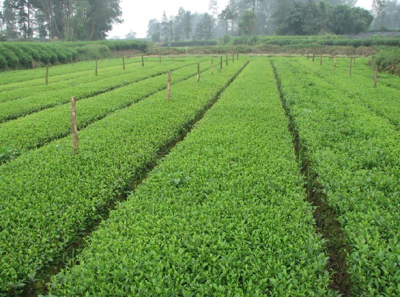 供应用于茶苗种植的云南黑茶苗、临沧大叶种茶苗