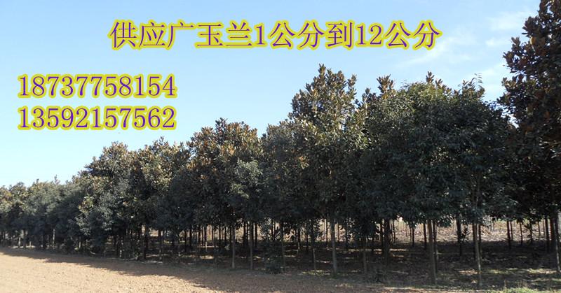 广玉兰15公分精品树200棵低价供应批发