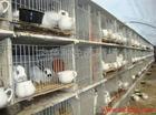 广西兔笼生产厂家、广西兔笼报价、广西兔笼价格、广西兔笼批发、广西兔笼