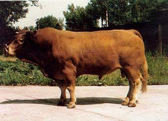 吉林桦甸黄牛价格哪里出售小公牛的批发