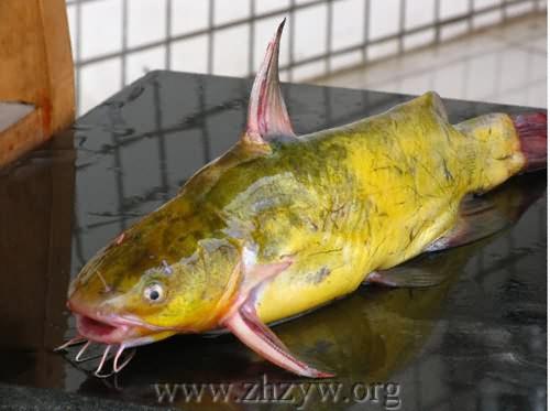供应徐州市最大的黄颡鱼鱼苗批发商，徐州市最大的黄颡鱼鱼苗养殖场