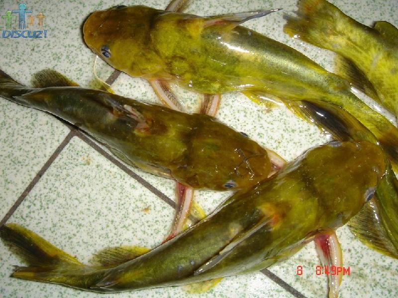 徐州市最大的黄颡鱼鱼苗批发商批发