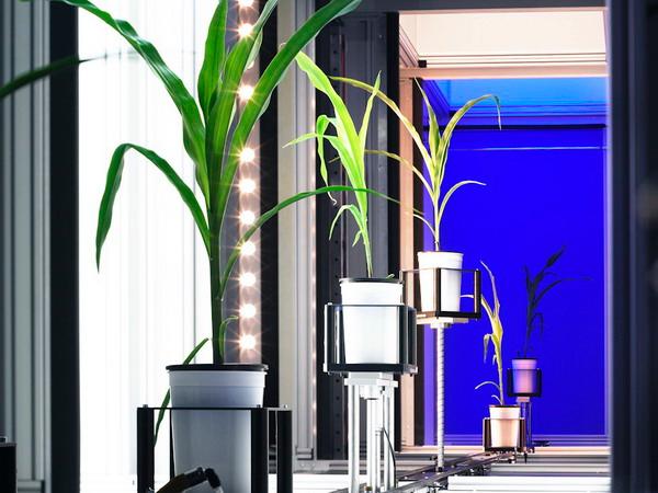供应全自动高通量植物3D成像系统Scanalyzer3D产品德国图片