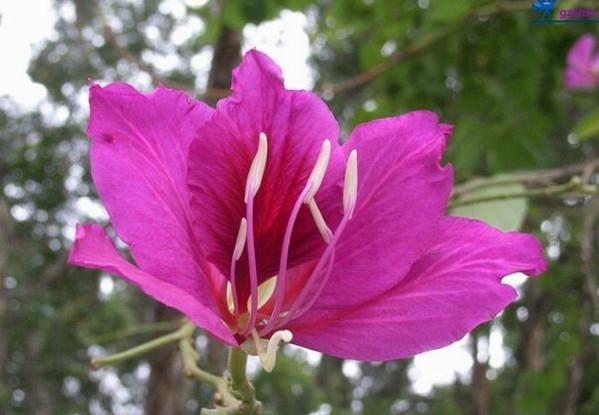 供应洋紫荆树苗种植