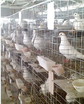 供应安平鸡笼鸽笼兔笼厂家大量批发