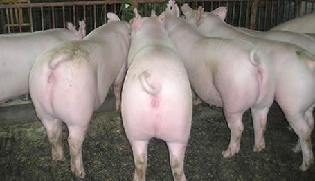 仔猪猪养殖时机好 上猪请到沂水来生猪养殖图片