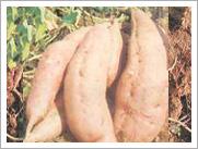 中国农科院一级红薯种子红薯种苗批发