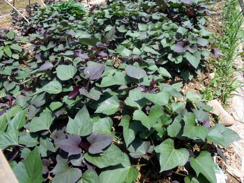 紫薯的种植时间紫薯种苗批发