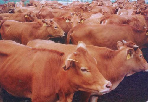 山东个体养殖常年出售鲁西黄牛批发