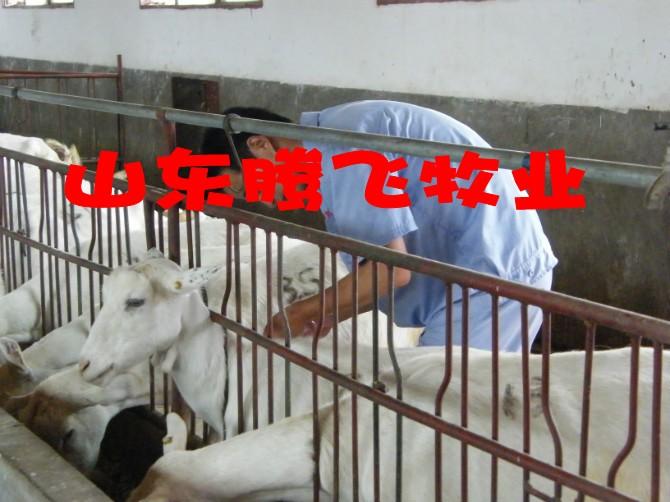 济宁市山东种牛种羊供应商厂家山东种牛种羊供应商，长期出售种牛种羊，品种好价格低