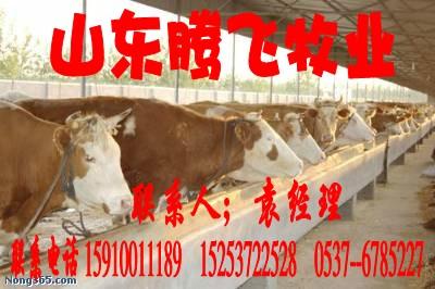 济宁市哪的种牛种羊品种最好厂家供应哪的种牛种羊品种最好，价格最低，