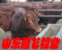 山东哪的肉牛价格低品种好，山东肉牛供应商