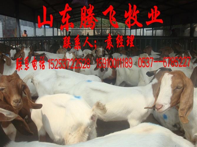 济宁市波尔山羊品种厂家供应波尔山羊品种