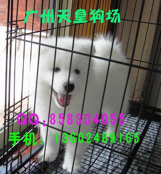 广州什么地方有卖白色萨摩耶犬广州哪里有卖萨摩广州一只萨摩耶价格多少钱
