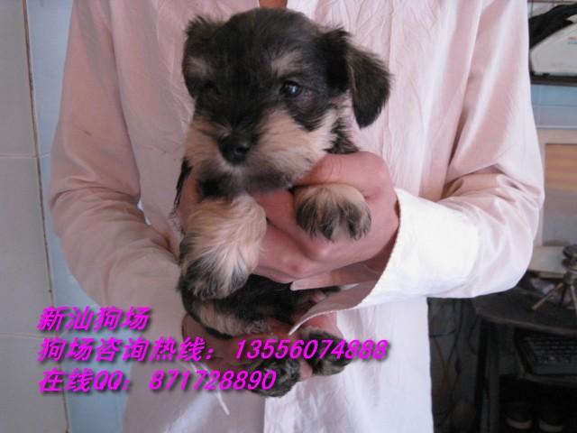 广州市雪纳瑞厂家供应广州雪纳瑞犬 广州哪里有雪纳瑞犬卖 到哪买雪纳瑞