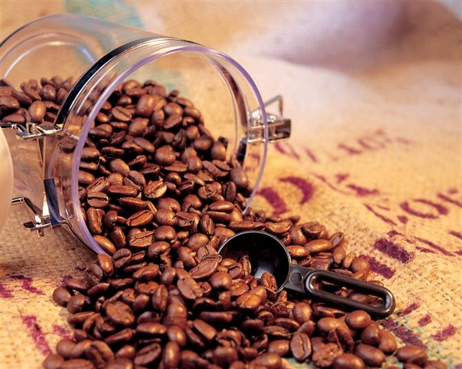 贵州咖啡豆批发报价批发