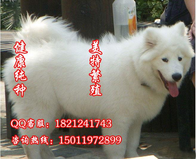 纯种萨摩耶 萨摩耶幼犬 萨摩图片 萨摩耶犬 萨摩价格