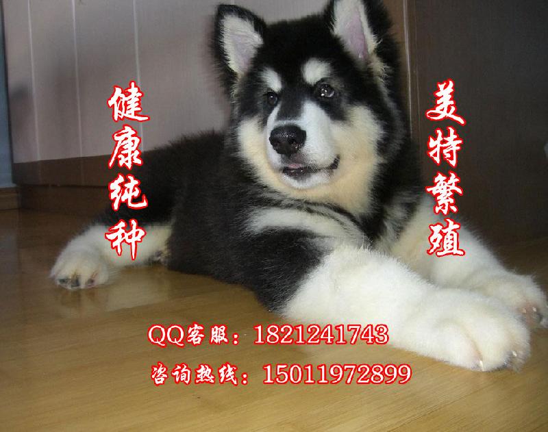 广州阿拉斯加广州雪橇犬阿拉斯加 广州美特出售纯种阿拉斯加