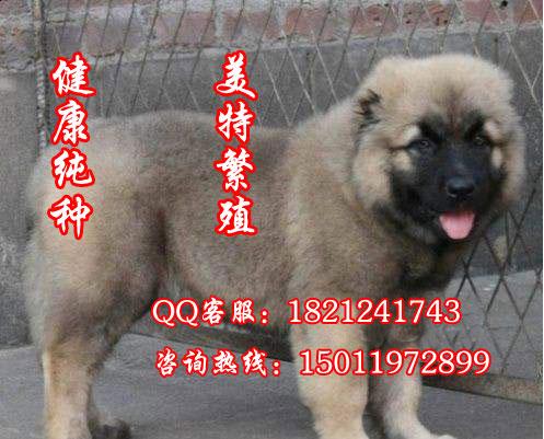 广州哪里有卖纯种的高加索 高加索多少钱 高加索的价 美特犬业