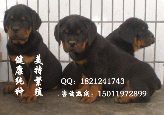 广州哪里有卖大型犬 广州纯种罗威那价格 广州罗威那图片