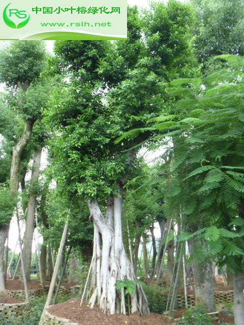 供应米径60公分小叶榕造型榕树基地批发价格