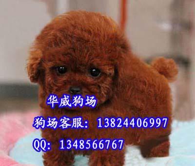 广州市广州天河区哪里有卖贵宾犬厂家