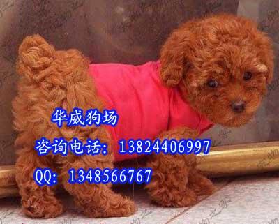 广州天河区哪里有卖贵宾犬供应广州天河区哪里有卖贵宾犬