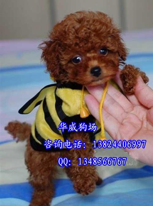 广州哪里有卖纯种贵宾犬批发