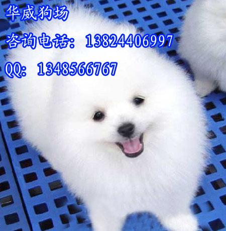供应广州纯种博美犬图片广州那里有卖纯种小型犬博美犬价格多少钱呢